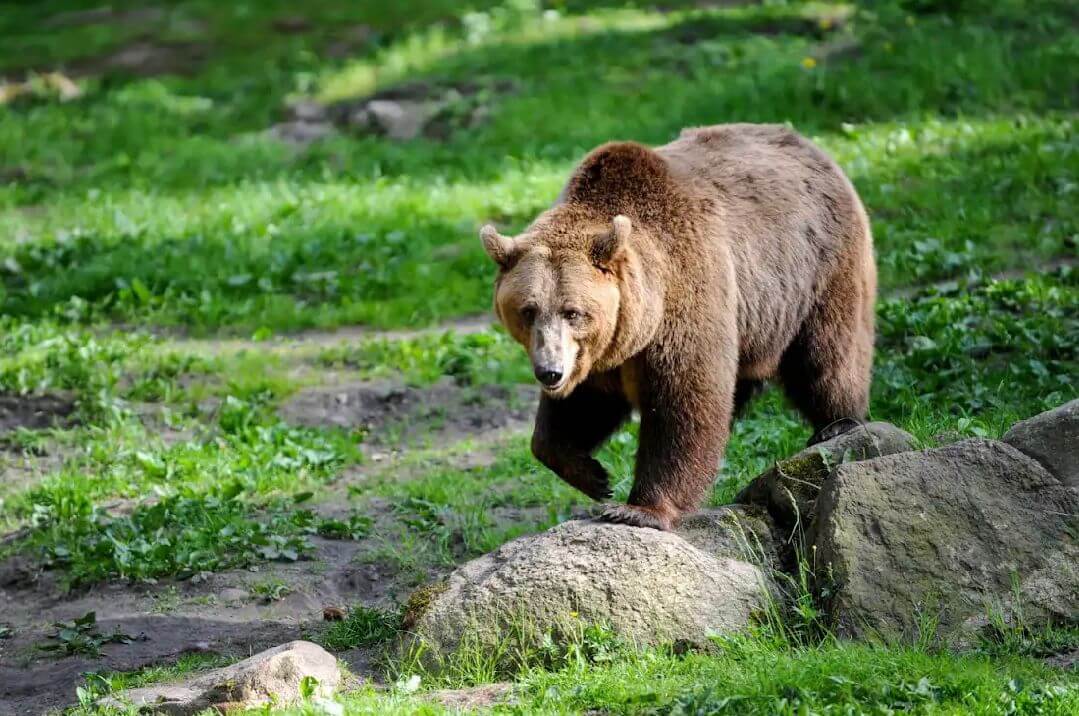 Wildlife and bear watching icon